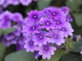 Sporýš 'Vanessa Purple' - Verbena hybrida 'Vanessa Purple'