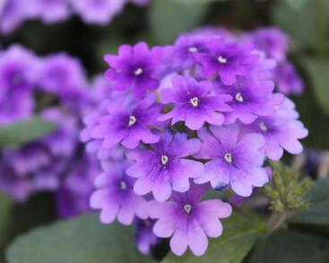 Sporýš 'Vanessa Purple'