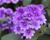 Sporýš 'Vanessa Purple'