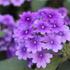 verbena-vanessa-purple-11.2018-3-scaled.jpg