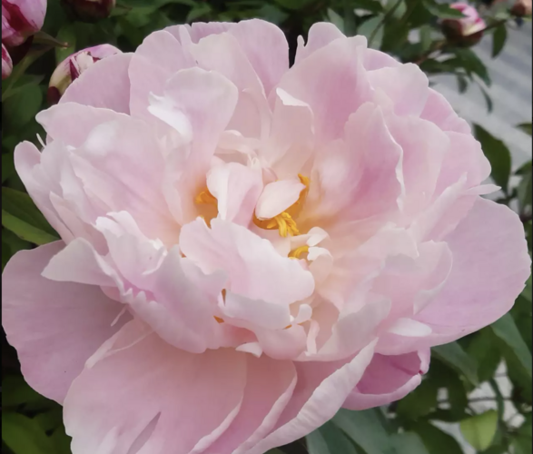 Pivoňka bělokvětá 'Lady Alexandra Duff' - Paeonia lactiflora 'Lady Alexandra Duff'