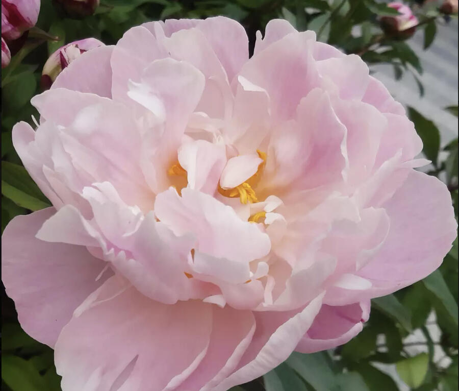 Pivoňka bělokvětá 'Lady Alexandra Duff' - Paeonia lactiflora 'Lady Alexandra Duff'
