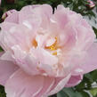 Pivoňka bělokvětá 'Lady Alexandra Duff' - Paeonia lactiflora 'Lady Alexandra Duff'
