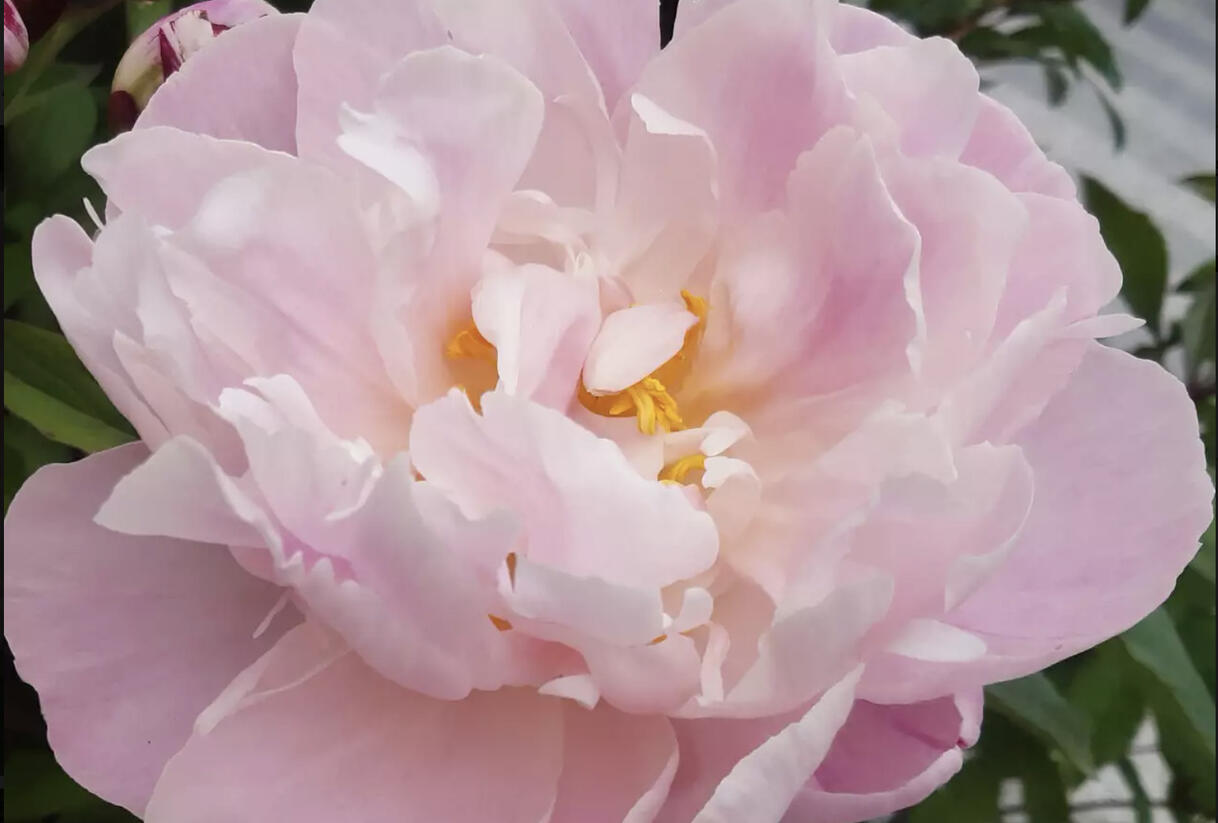 Pivoňka bělokvětá 'Lady Alexandra Duff' - Paeonia lactiflora 'Lady Alexandra Duff'