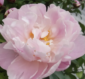 Pivoňka bělokvětá 'Lady Alexandra Duff' - Paeonia lactiflora 'Lady Alexandra Duff'