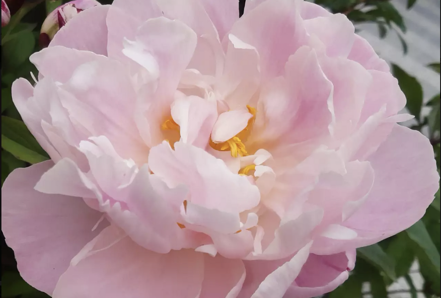 Pivoňka bělokvětá 'Lady Alexandra Duff' - Paeonia lactiflora 'Lady Alexandra Duff'