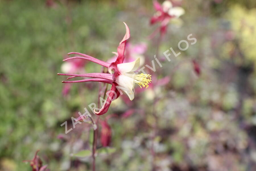 Orlíček 'Koralle' - Aquilegia caerulea 'Koralle'