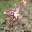 Orlíček 'Koralle' - Aquilegia caerulea 'Koralle'