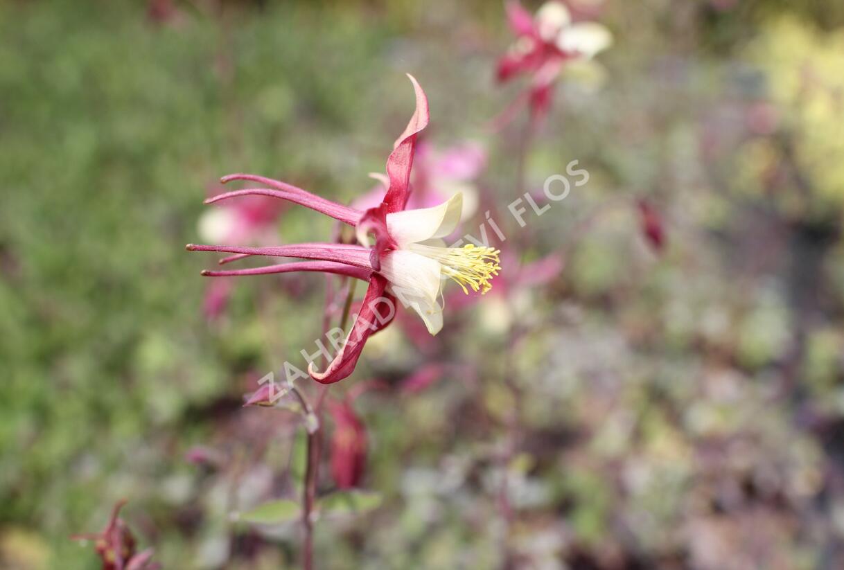 Orlíček 'Koralle' - Aquilegia caerulea 'Koralle'