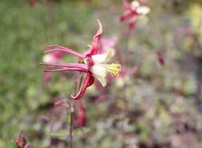 Orlíček 'Koralle' - Aquilegia caerulea 'Koralle'
