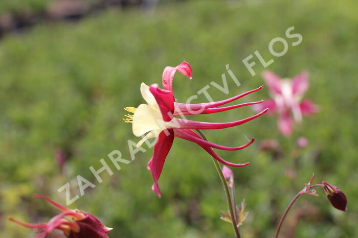Orlíček 'Koralle' - Aquilegia caerulea 'Koralle'