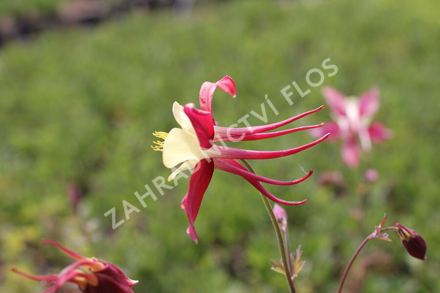 Orlíček 'Koralle' - Aquilegia caerulea 'Koralle'