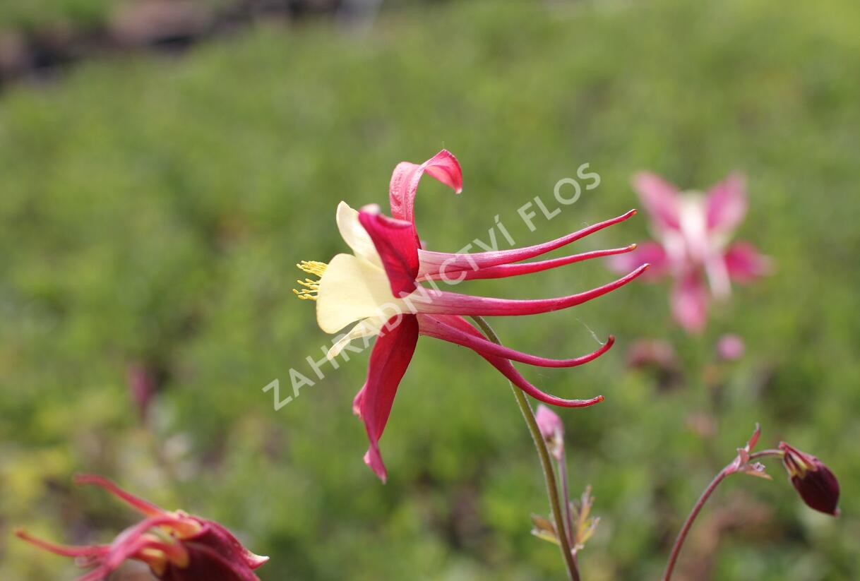 Orlíček 'Koralle' - Aquilegia caerulea 'Koralle'