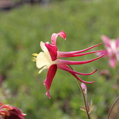Orlíček 'Koralle' - Aquilegia caerulea 'Koralle'
