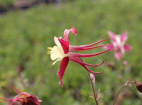 Orlíček 'Koralle' - Aquilegia caerulea 'Koralle'