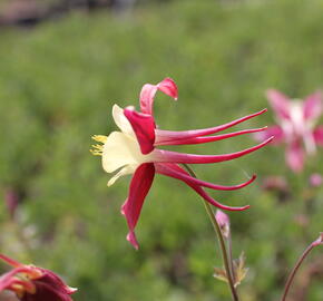Orlíček 'Koralle' - Aquilegia caerulea 'Koralle'