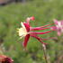 Aquilegia caerulea 'Koralle'_02.JPG