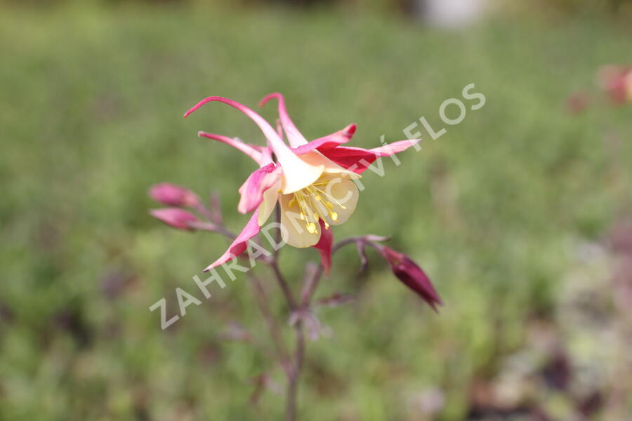 Orlíček 'Koralle' - Aquilegia caerulea 'Koralle'