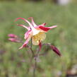 Orlíček 'Koralle' - Aquilegia caerulea 'Koralle'