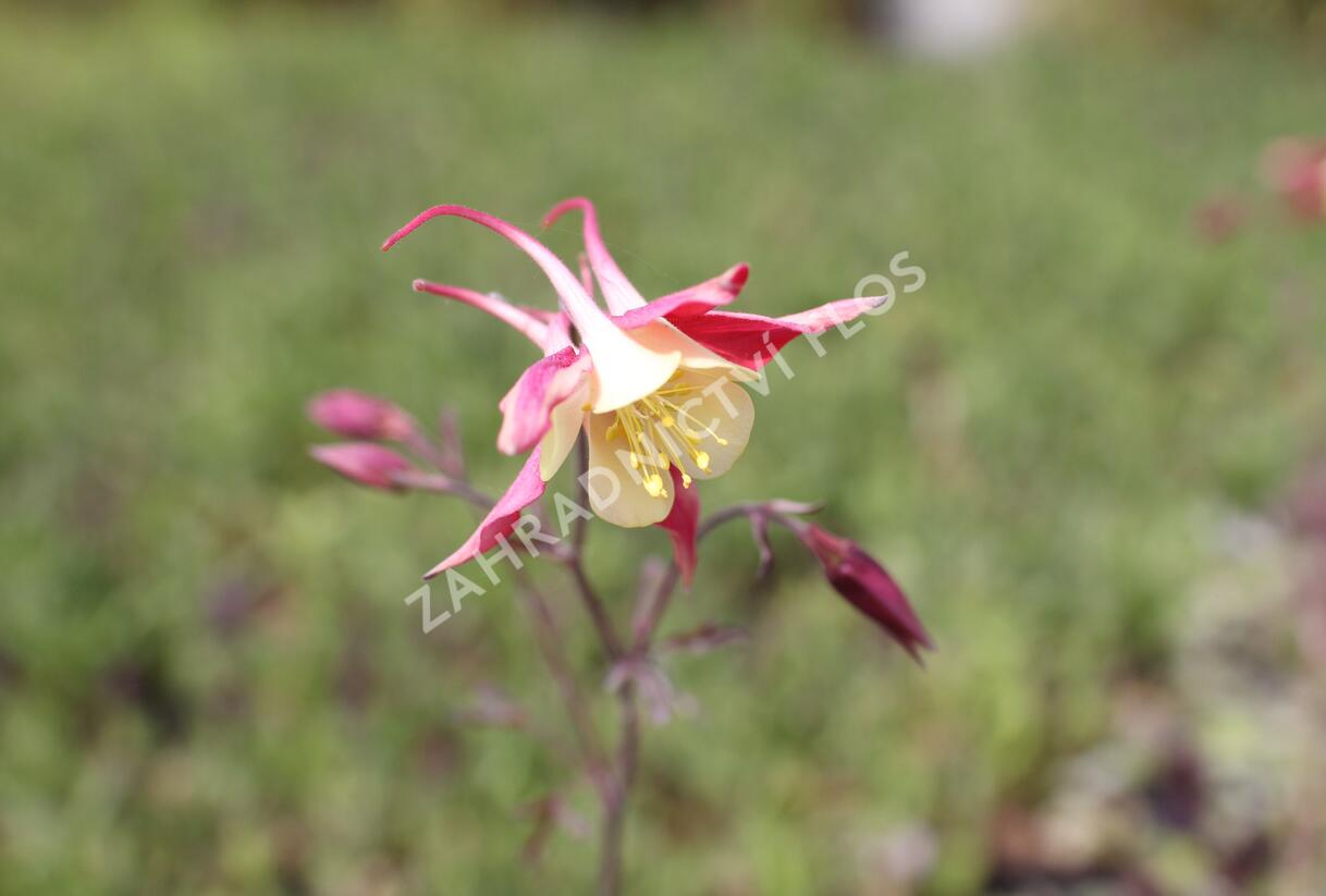Orlíček 'Koralle' - Aquilegia caerulea 'Koralle'