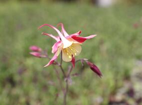 Orlíček 'Koralle' - Aquilegia caerulea 'Koralle'