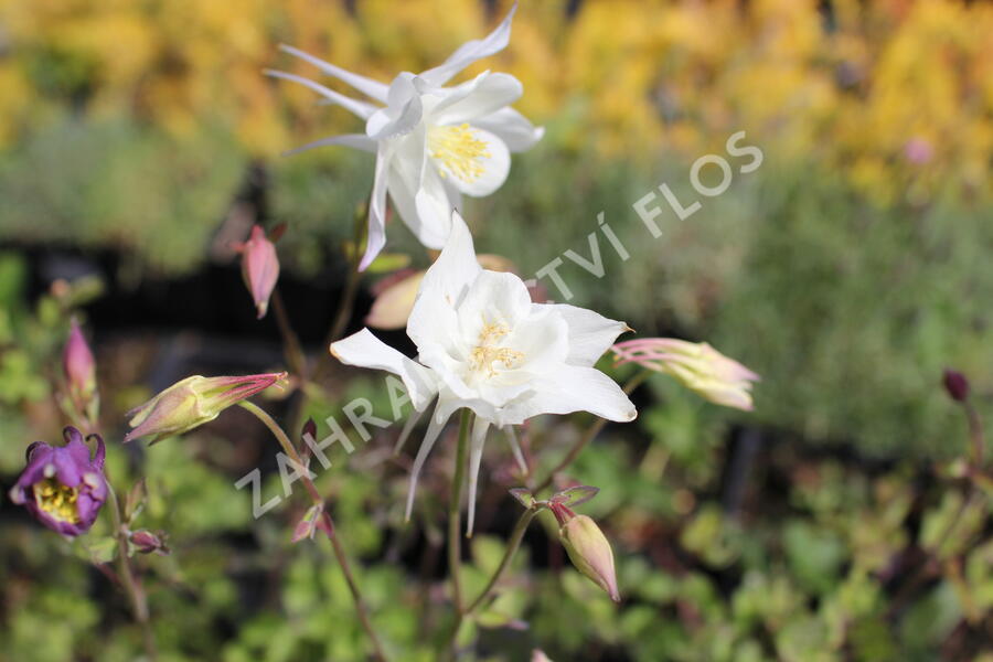 Orlíček 'McKana Hybrids' - Aquilegia caerulea 'McKana Hybrids'