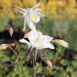Orlíček 'McKana Hybrids' - Aquilegia caerulea 'McKana Hybrids'