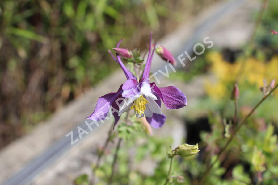 Orlíček 'McKana Hybrids' - Aquilegia caerulea 'McKana Hybrids'