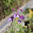 Orlíček 'McKana Hybrids' - Aquilegia caerulea 'McKana Hybrids'