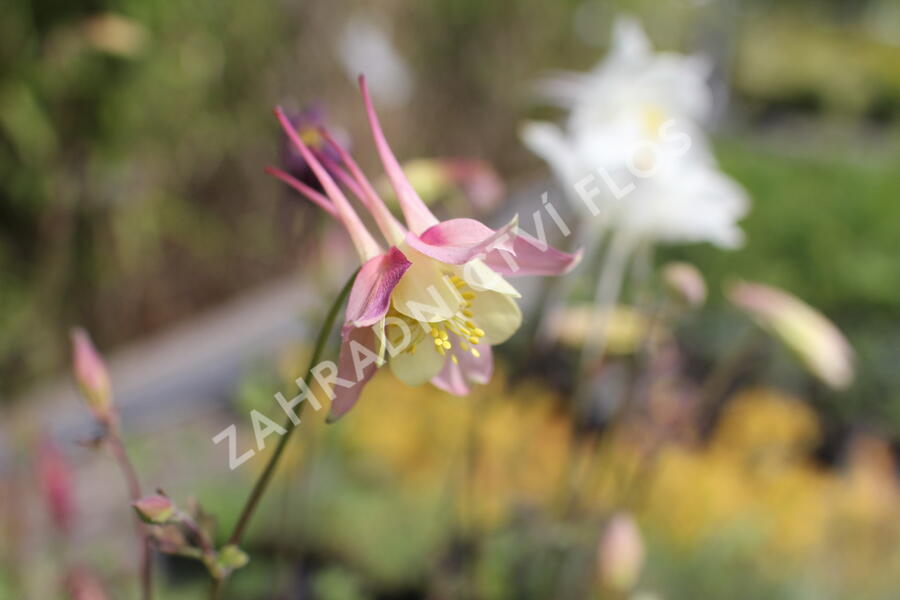 Orlíček 'McKana Hybrids' - Aquilegia caerulea 'McKana Hybrids'