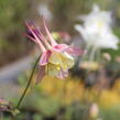 Orlíček 'McKana Hybrids' - Aquilegia caerulea 'McKana Hybrids'