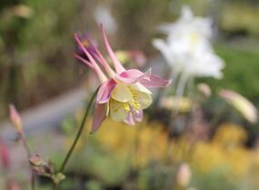 Orlíček 'McKana Hybrids' - Aquilegia caerulea 'McKana Hybrids'