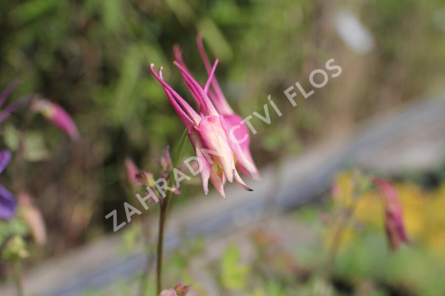 Orlíček 'McKana Hybrids' - Aquilegia caerulea 'McKana Hybrids'