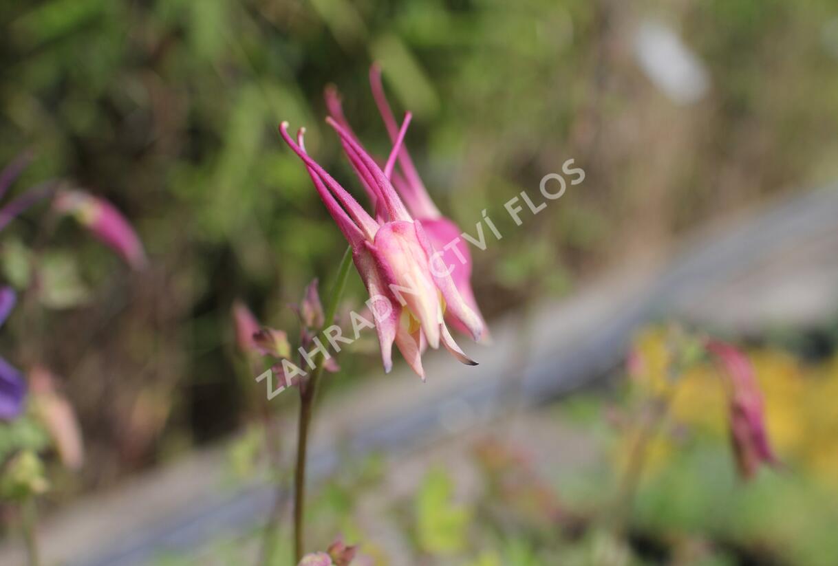 Orlíček 'McKana Hybrids' - Aquilegia caerulea 'McKana Hybrids'