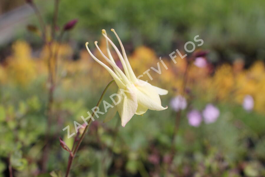 Orlíček 'McKana Hybrids' - Aquilegia caerulea 'McKana Hybrids'