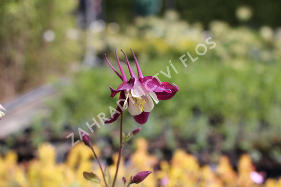 Orlíček 'McKana Hybrids' - Aquilegia caerulea 'McKana Hybrids'