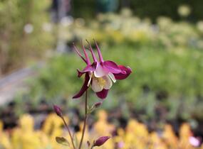 Orlíček 'McKana Hybrids' - Aquilegia caerulea 'McKana Hybrids'