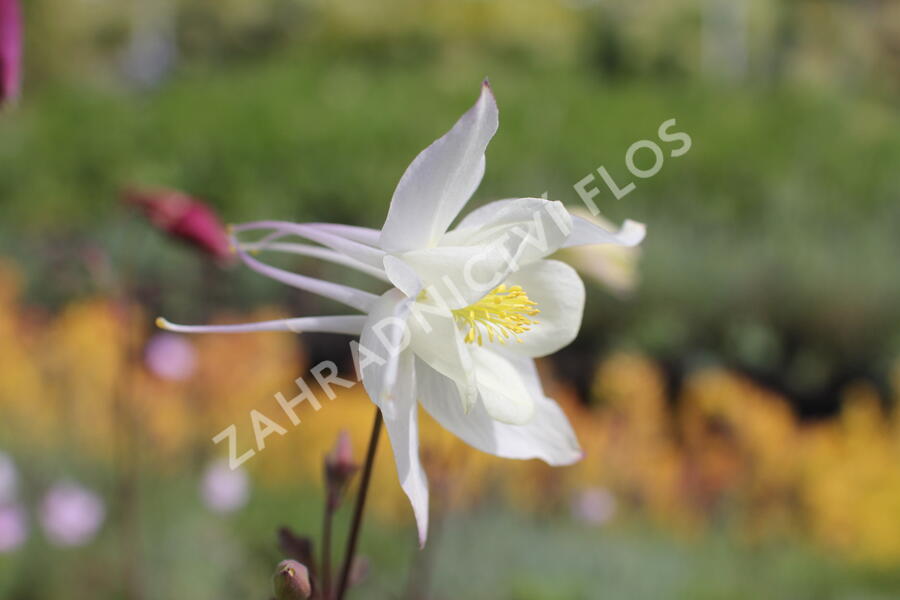 Orlíček 'McKana Hybrids' - Aquilegia caerulea 'McKana Hybrids'