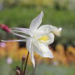 Orlíček 'McKana Hybrids' - Aquilegia caerulea 'McKana Hybrids'
