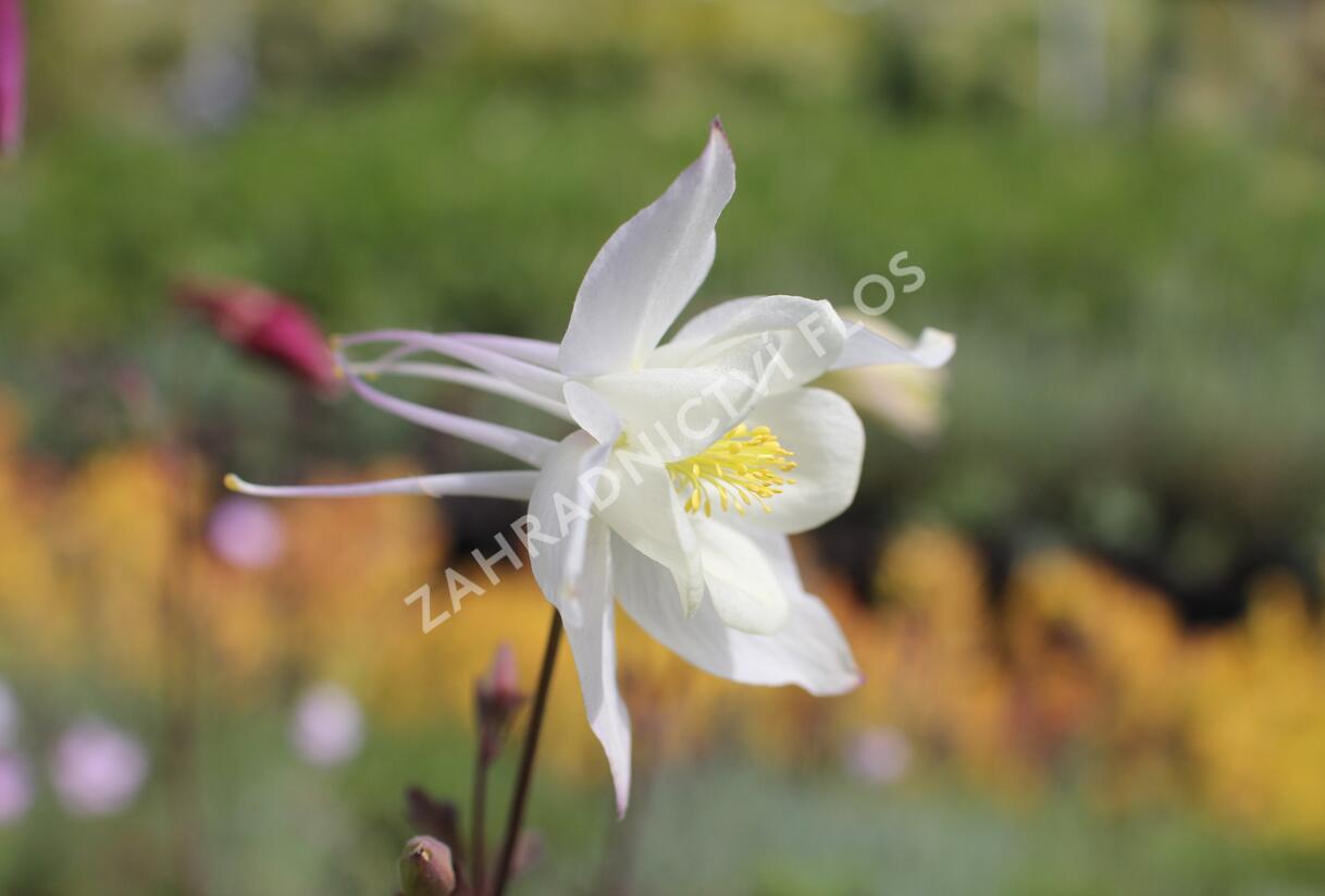 Orlíček 'McKana Hybrids' - Aquilegia caerulea 'McKana Hybrids'