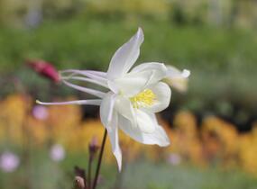 Orlíček 'McKana Hybrids' - Aquilegia caerulea 'McKana Hybrids'