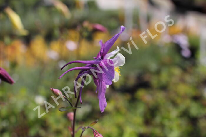 Orlíček 'McKana Hybrids' - Aquilegia caerulea 'McKana Hybrids'
