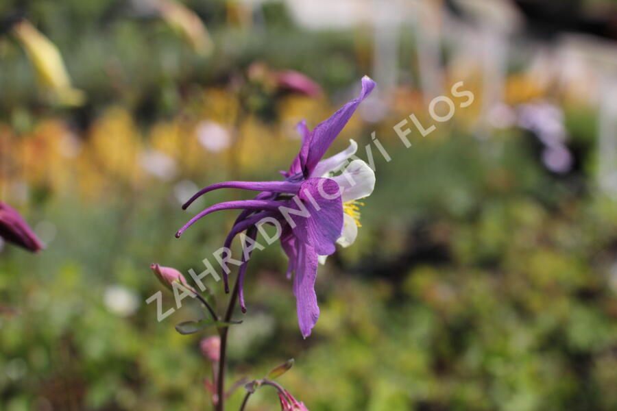 Orlíček 'McKana Hybrids' - Aquilegia caerulea 'McKana Hybrids'