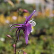 Orlíček 'McKana Hybrids' - Aquilegia caerulea 'McKana Hybrids'
