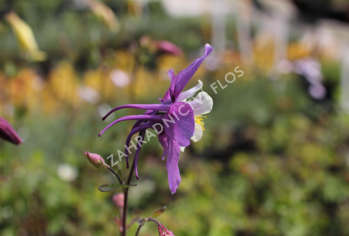 Orlíček 'McKana Hybrids' - Aquilegia caerulea 'McKana Hybrids'