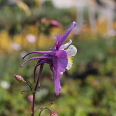 Orlíček 'McKana Hybrids' - Aquilegia caerulea 'McKana Hybrids'