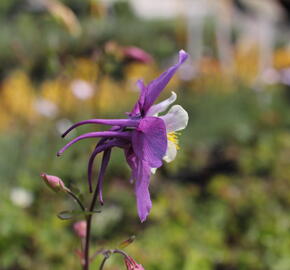 Orlíček 'McKana Hybrids' - Aquilegia caerulea 'McKana Hybrids'