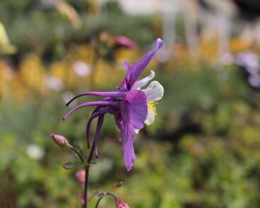 Orlíček 'McKana Hybrids'