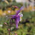 Aquilegia caerulea 'McKana Hybrids'_08.JPG