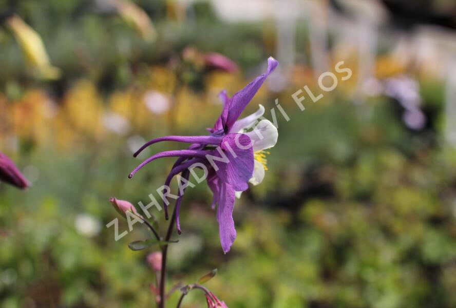 Orlíček 'McKana Hybrids' - Aquilegia caerulea 'McKana Hybrids'